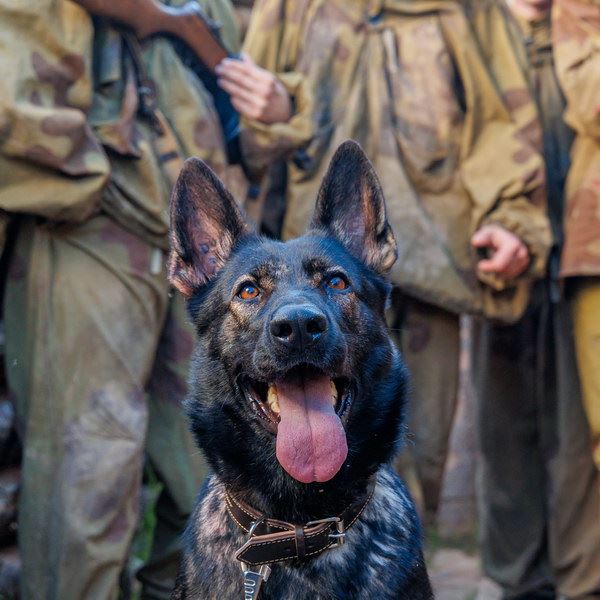 «Солдата по кличке Рекс» покажет НТВ в День защитника Отечества